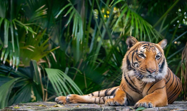 Palm Beach Zoo