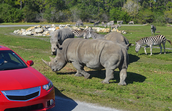 Lion Country Safari